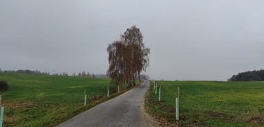 Březová alej u Božkovic