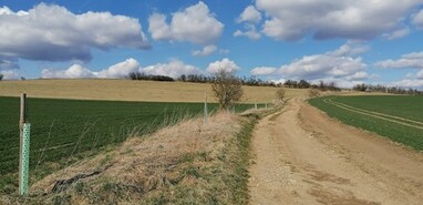 Dubová alej v Drachkově